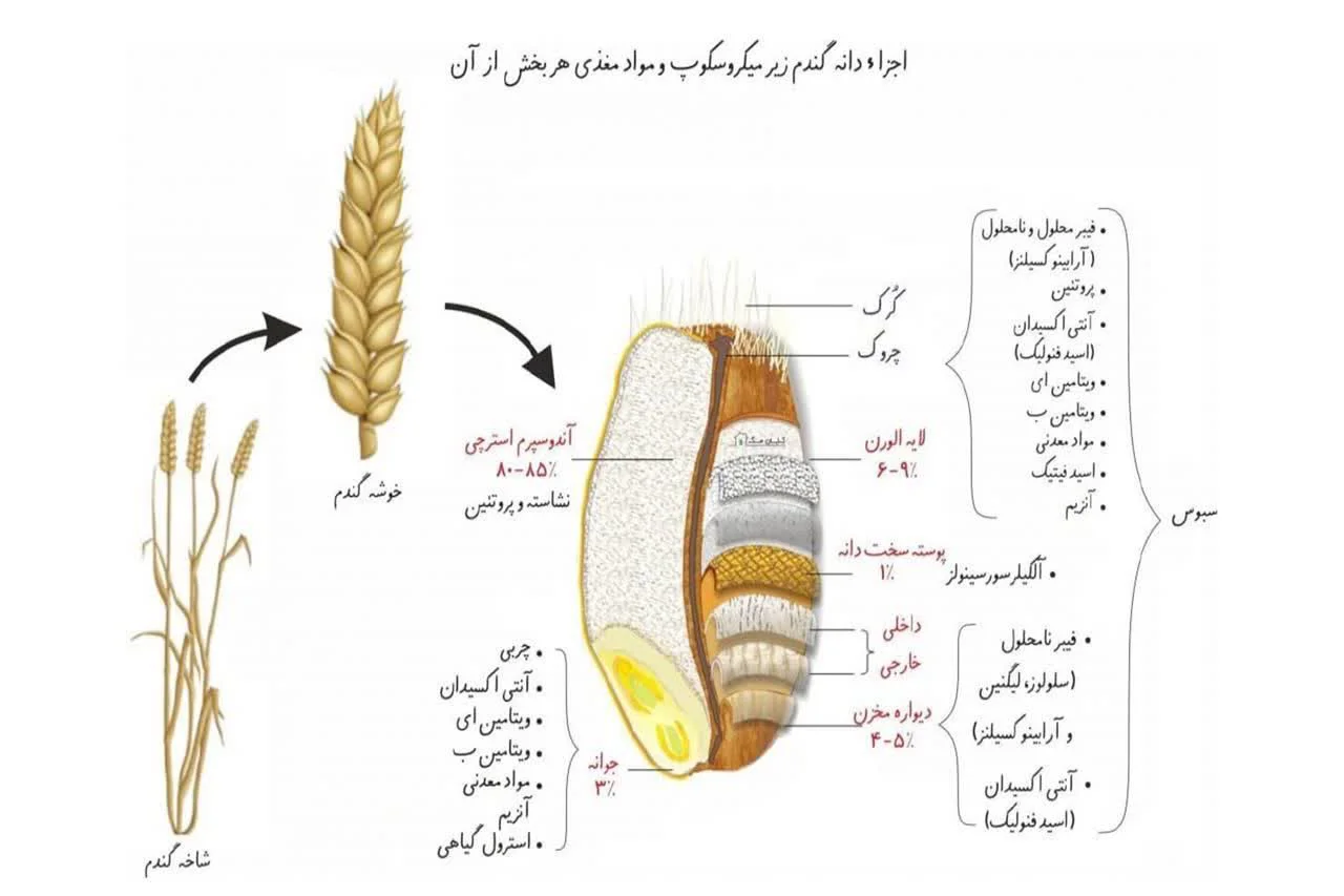 آرد کامل چیست؟ تفاوت های آرد کامل با آرد سفید