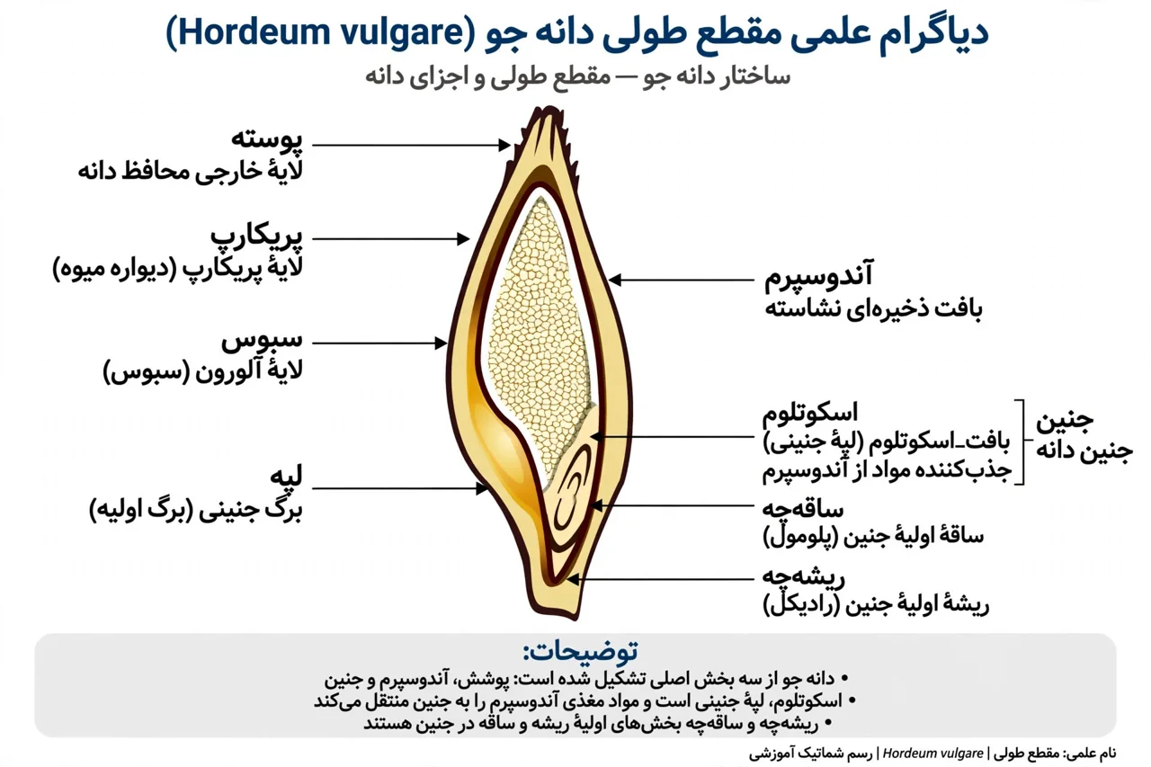 درباره نان جو خالص